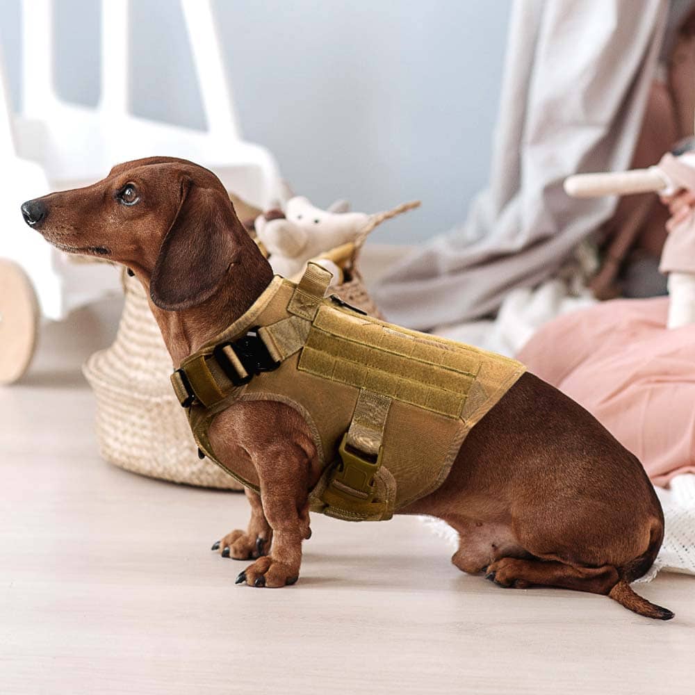Dachshund Harness for Your Wiener Dog