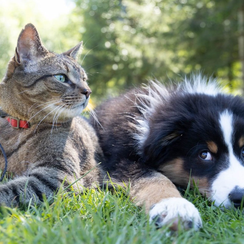 Cat and dog lying together on grass