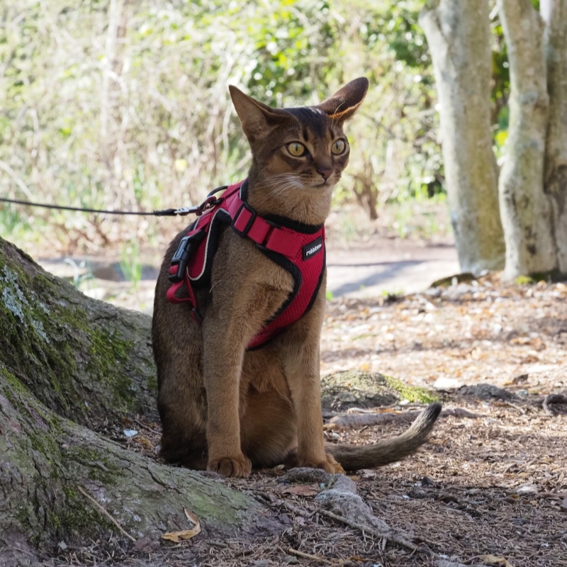 pick the perfect tactical harness for hiking