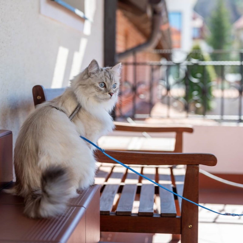 cat harness escape testing