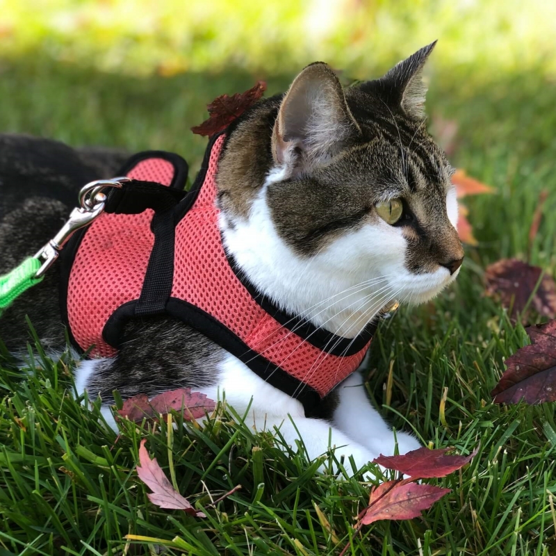 comfortable and functional cat tacticle harness 