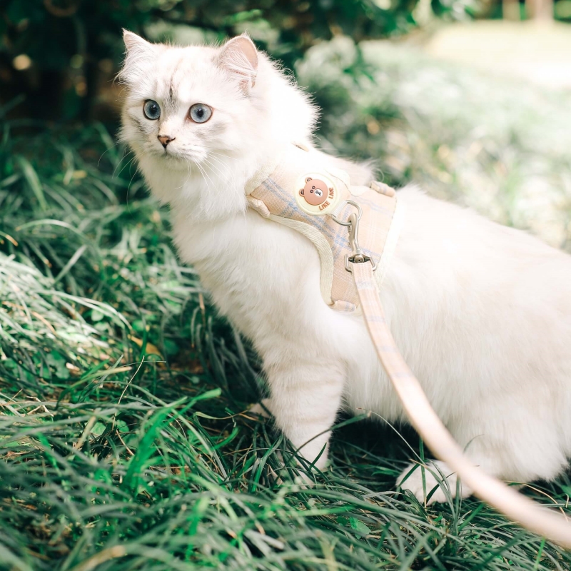 how to choose comfortable and functional cat harness