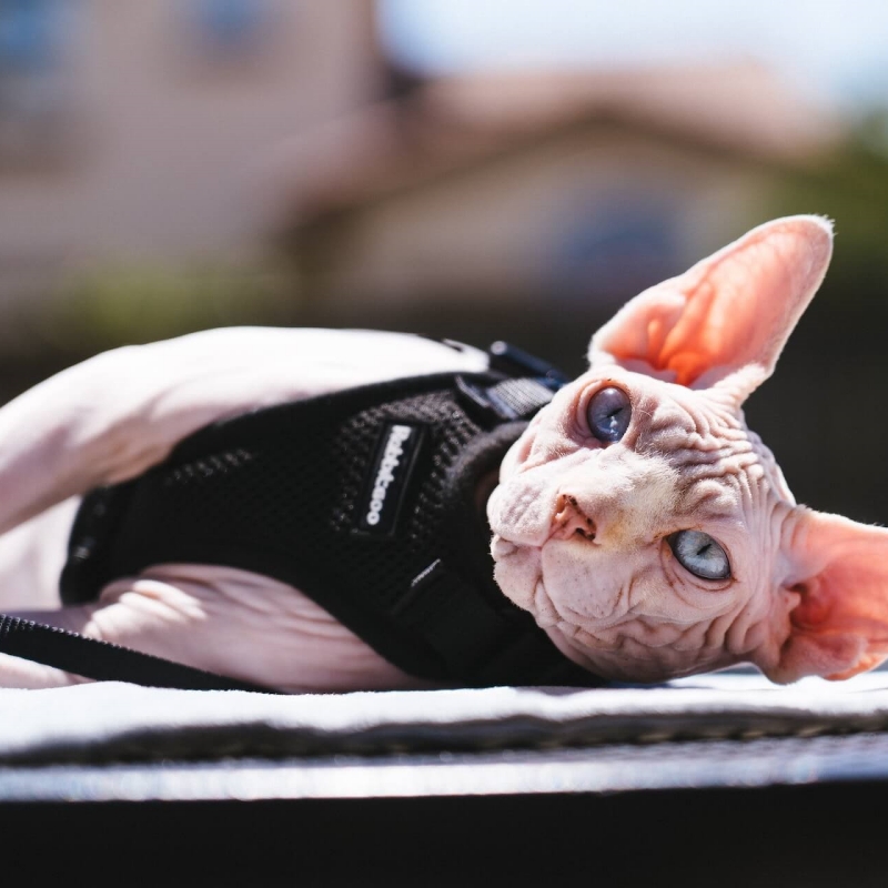 how to help cats accept wearing a vest harness happily