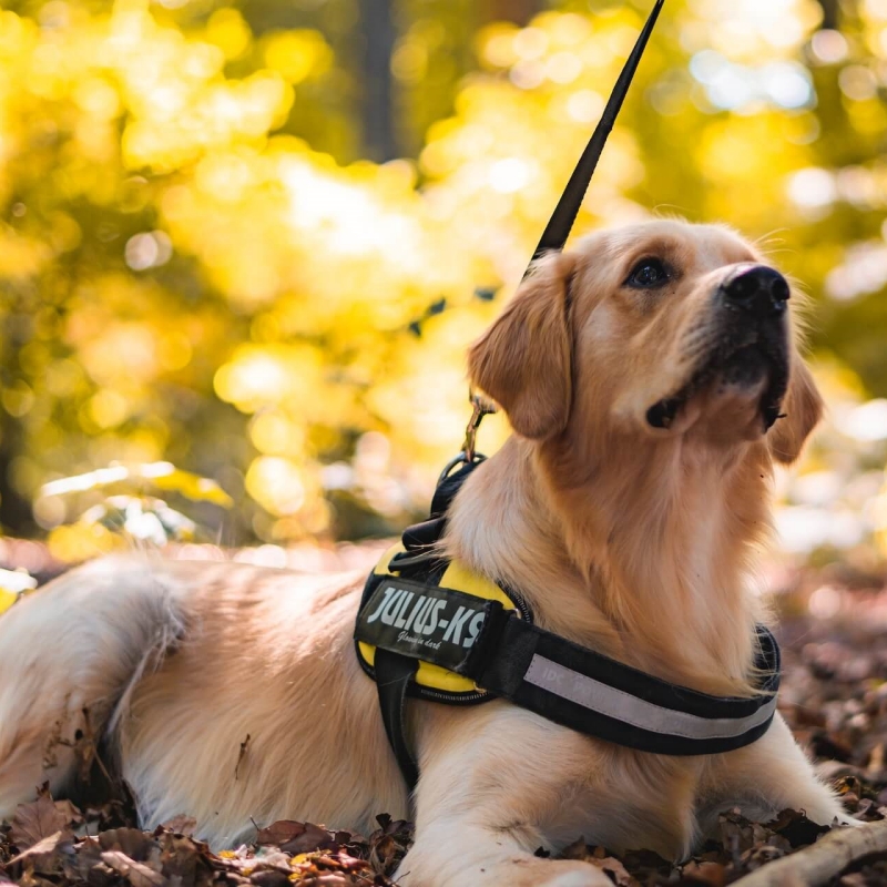 How to choose the right tactical harness for your dog?