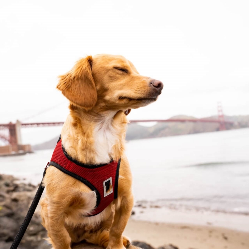 Leather harnesses material