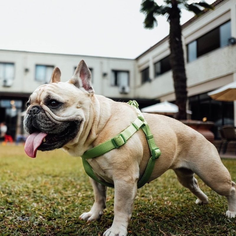 tactical dog harness material