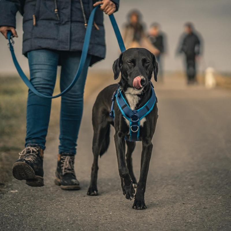 Tips for Hassle-Free Use of Your Pet's Tactical Harness