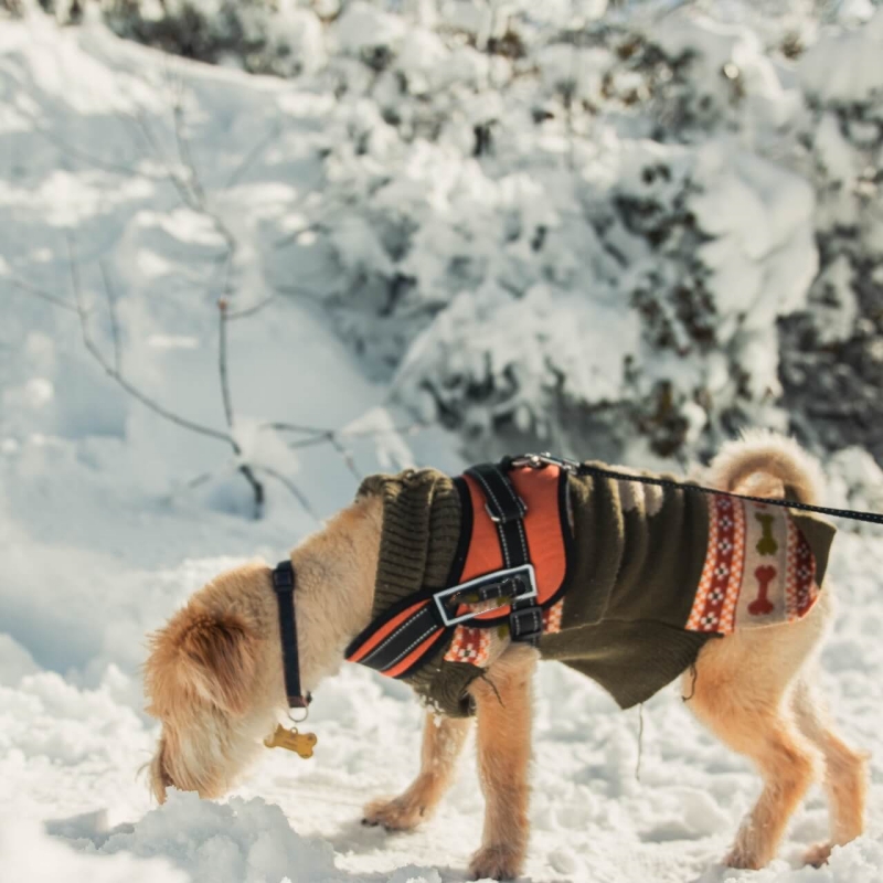 accessories to consider to make your dog's harness complete