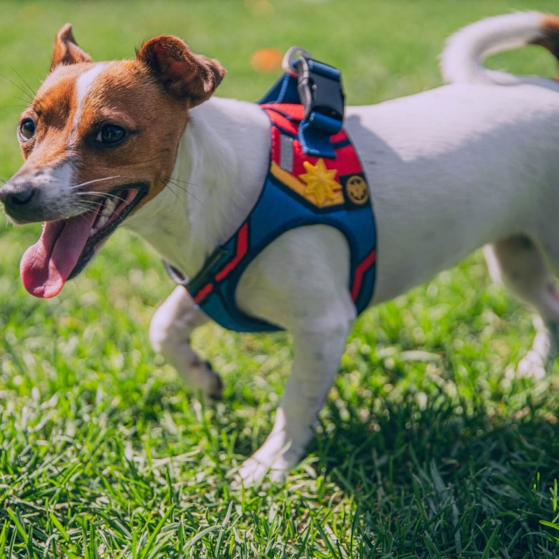 accessories for your dog's harness