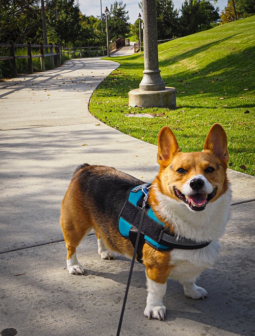 choose the right harness for your dog