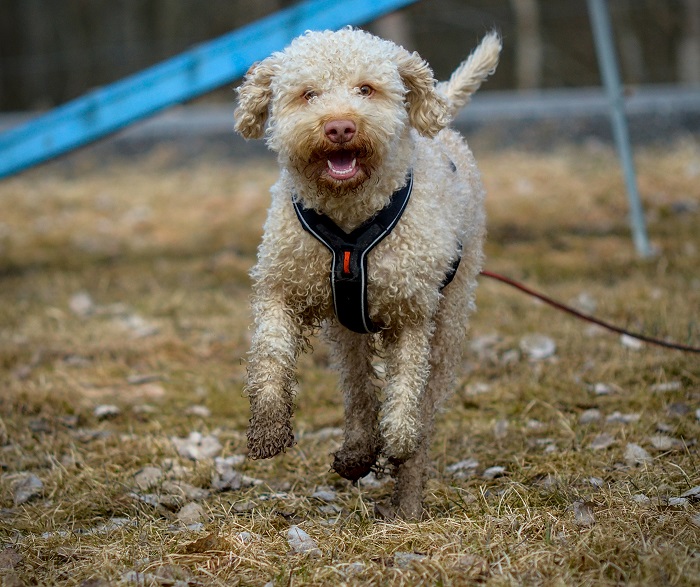 Pre-flood training and preparation for your dog