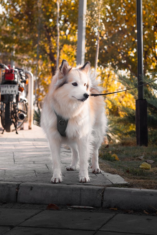 building trust through training with your dog