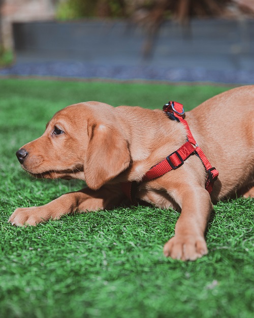 dog tactical vest