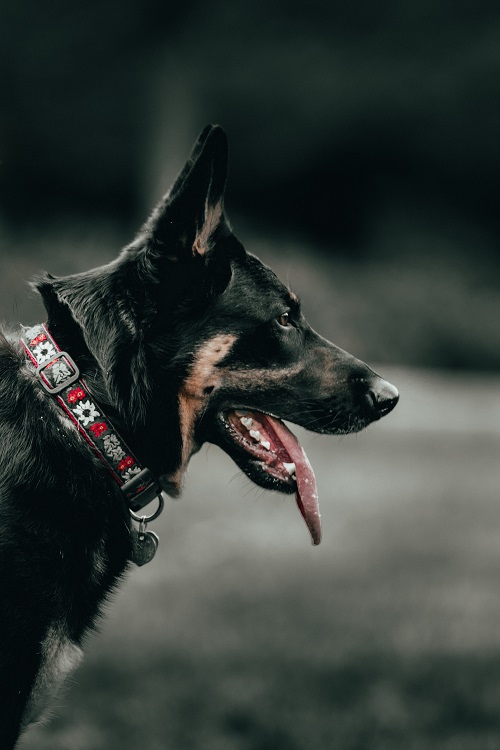 Choosing the right pet tactical harness will help your pet keep cool.