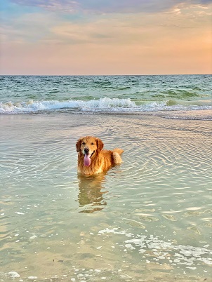 dogs like to play in water