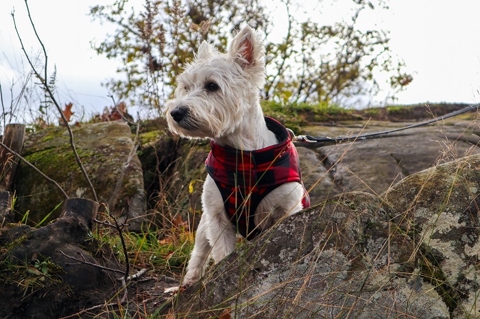 choose good harness for walking