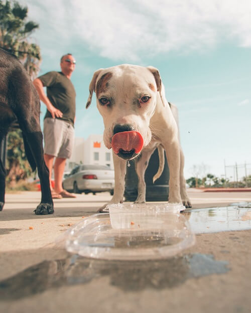 dog drinking