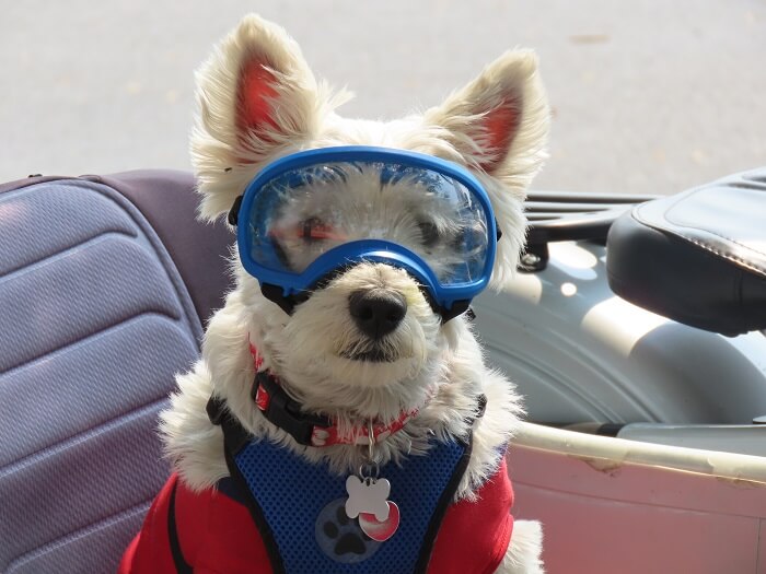 a cool dog with goggles and tactical dog harness