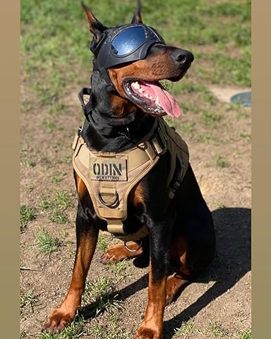 a cool puppy with cool tactical harness for dogs