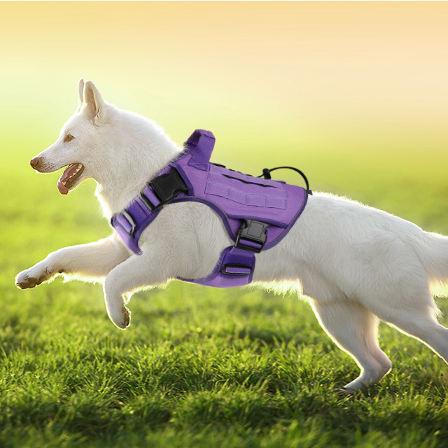 a dog with a tactical harness run on the grass