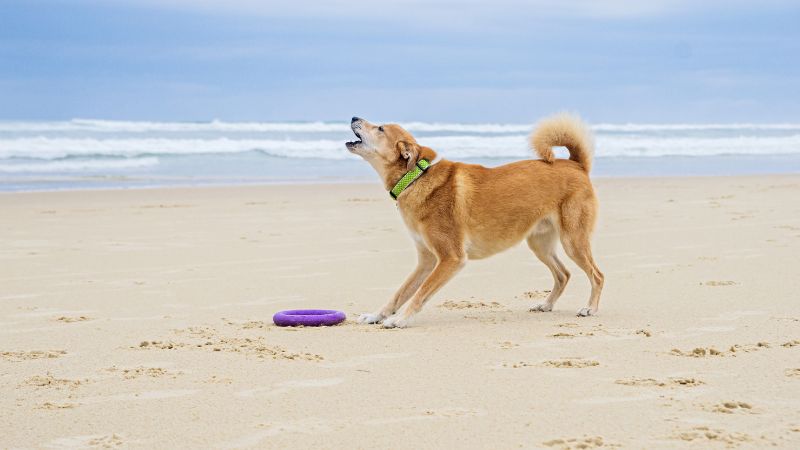 dog barking on the beach