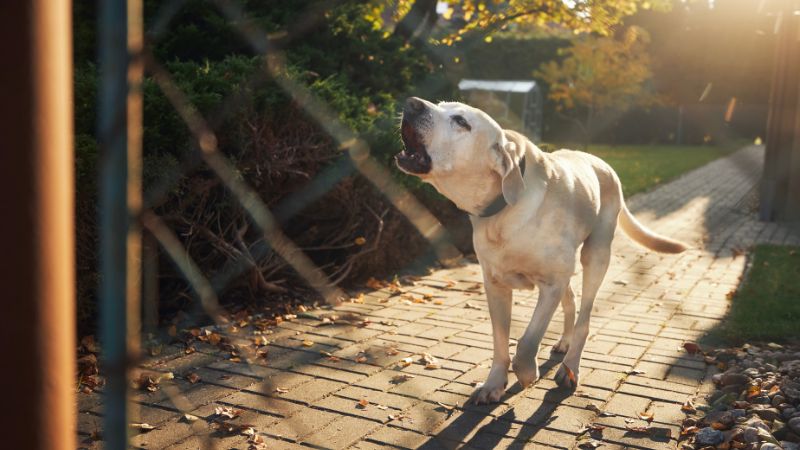 dog barking at home