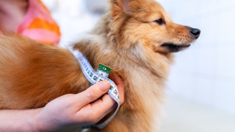 measuring dog for harness