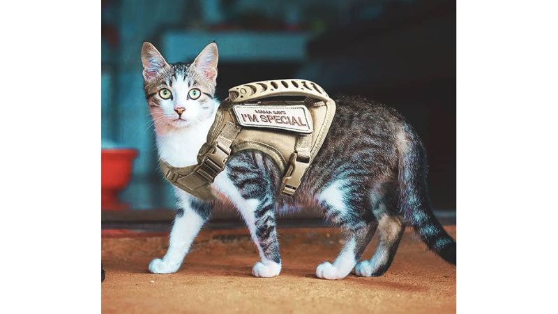 a cat wear harness