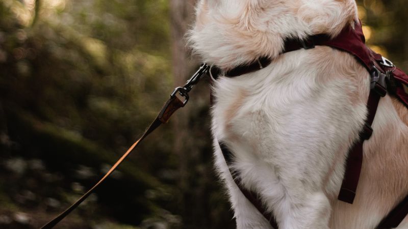 big dog harness