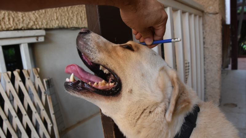 measuring dog head