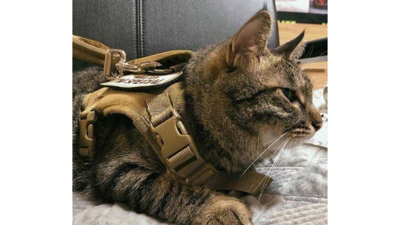 a cat wear harness on bed