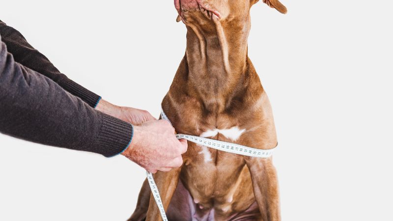 measuring dog chest for harness