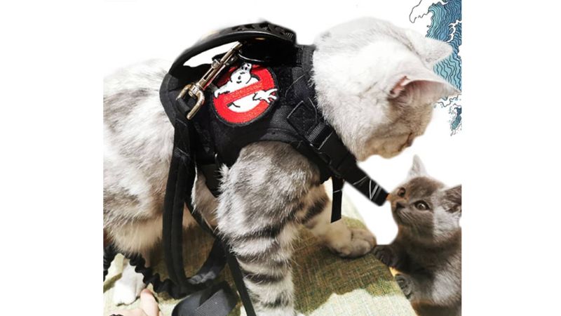 a cat wears tactical harness