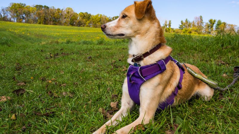 big dog wearing purpel dog harness