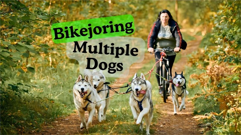 Bikejoring with Multiple Dogs