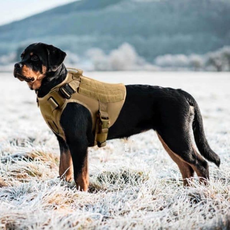 Heavy-Duty Rottweiler Tactical Harness