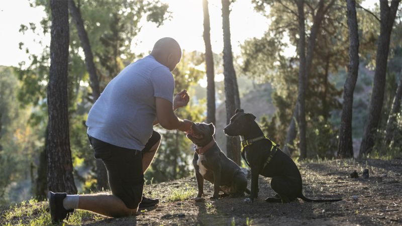 Trainer giving treats to dogs during session