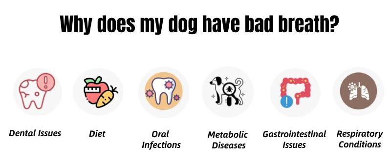 Why does my dog have bad breath? | 6 most common reasons