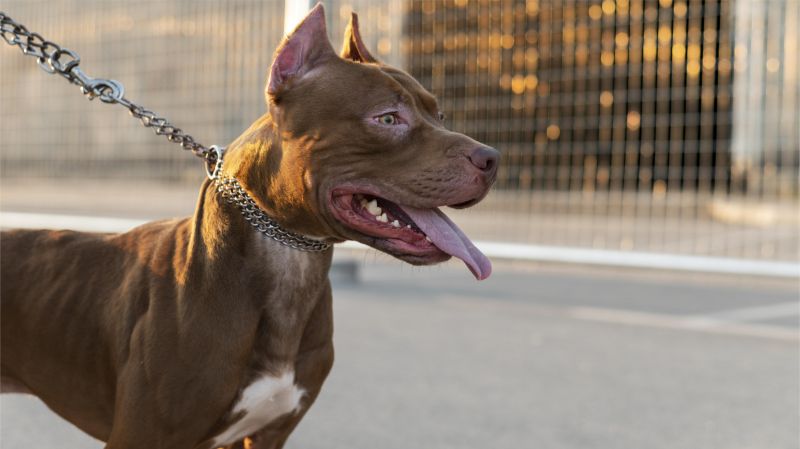 pitbull dog with leash