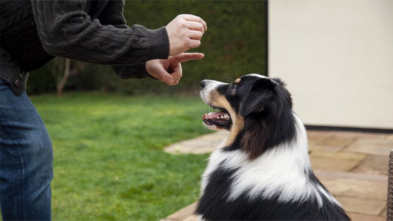 dog training with owner