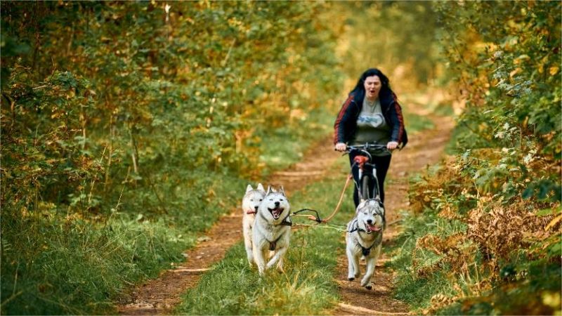 bikejoring with 4 dogs