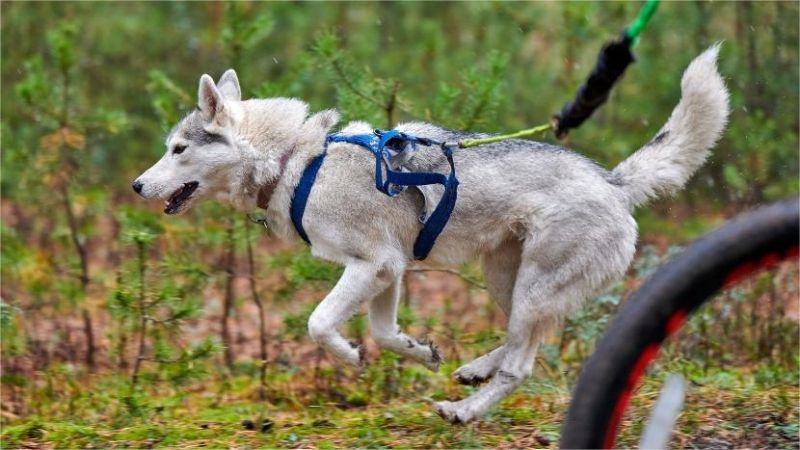 bikejoring with 4 dogs