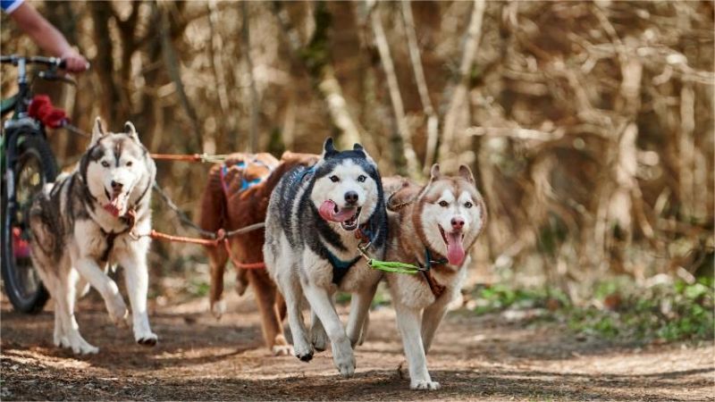 bikejoring with 4 dogs