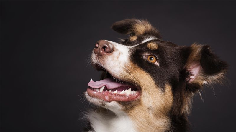 cut dog with clean teeth