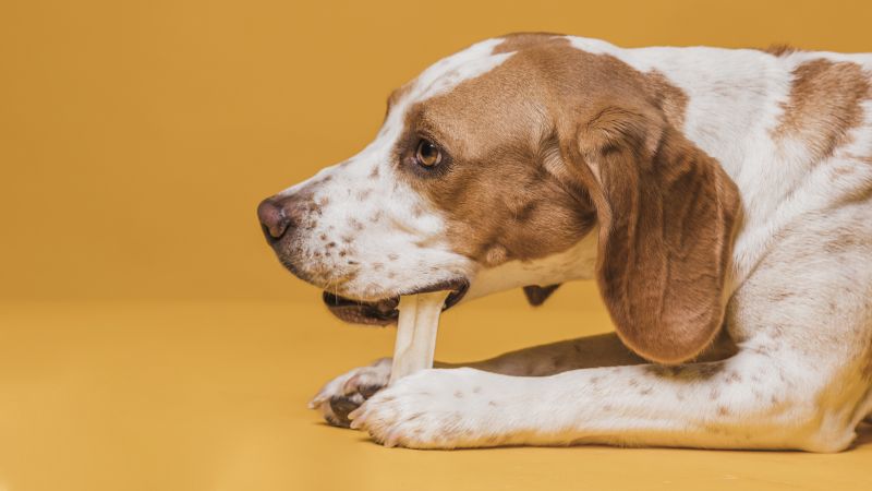 cute dog eating a bone