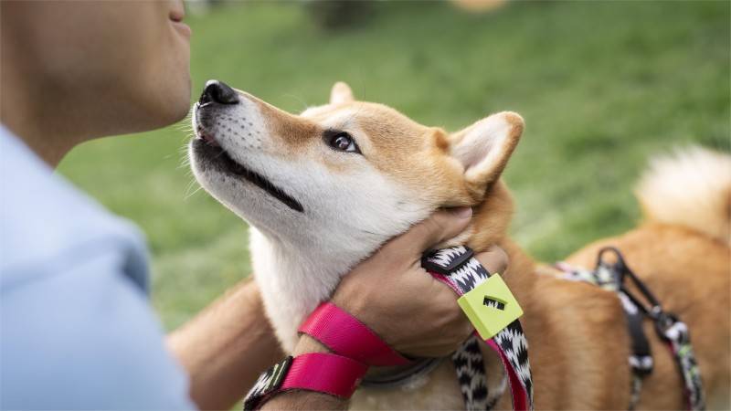 cute shiba inu pet with family