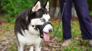 dog head halter