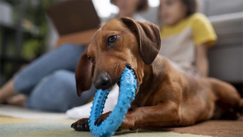 dachshund dog with chewing toy