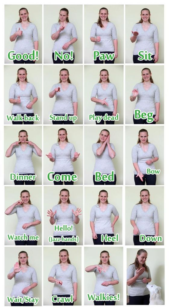deaf dog hands signal chart