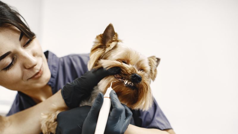 dog brushed by a professional